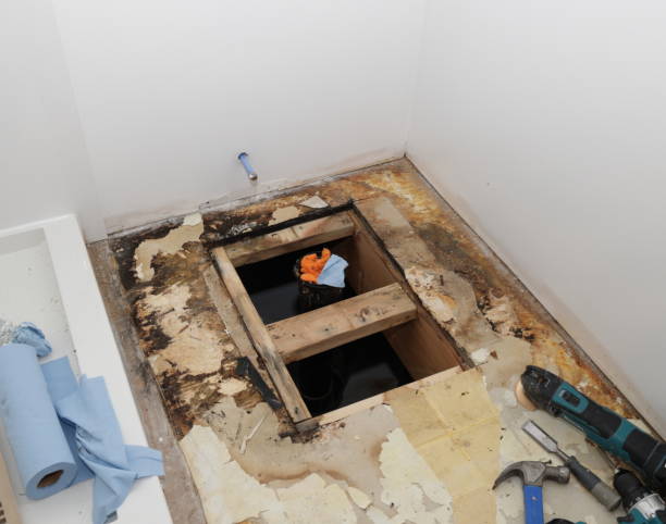 Best Insurance-Related Mold Remediation in USA